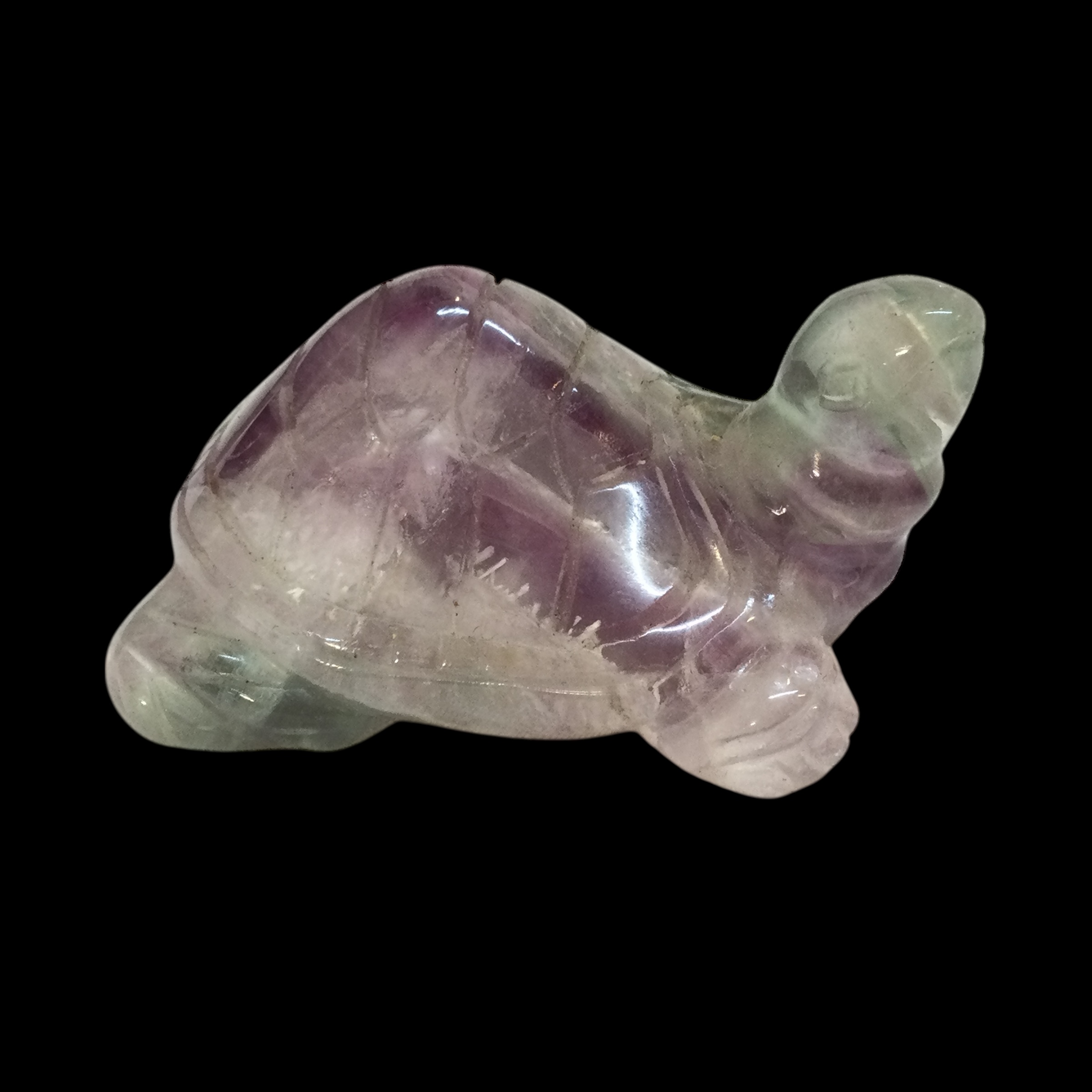 Tartaruga Fluorite arcobaleno - immagine 3