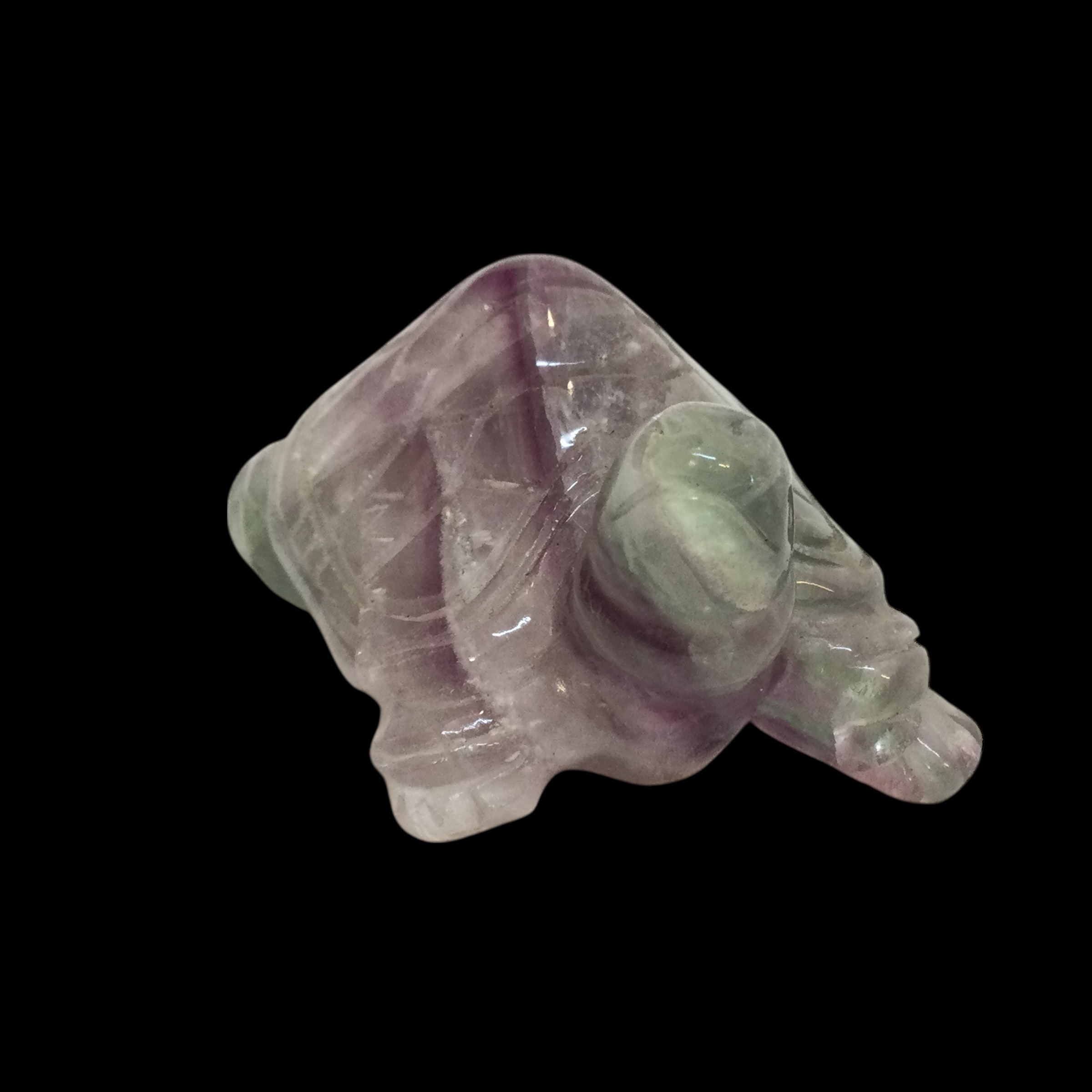 Tartaruga Fluorite arcobaleno - immagine 4