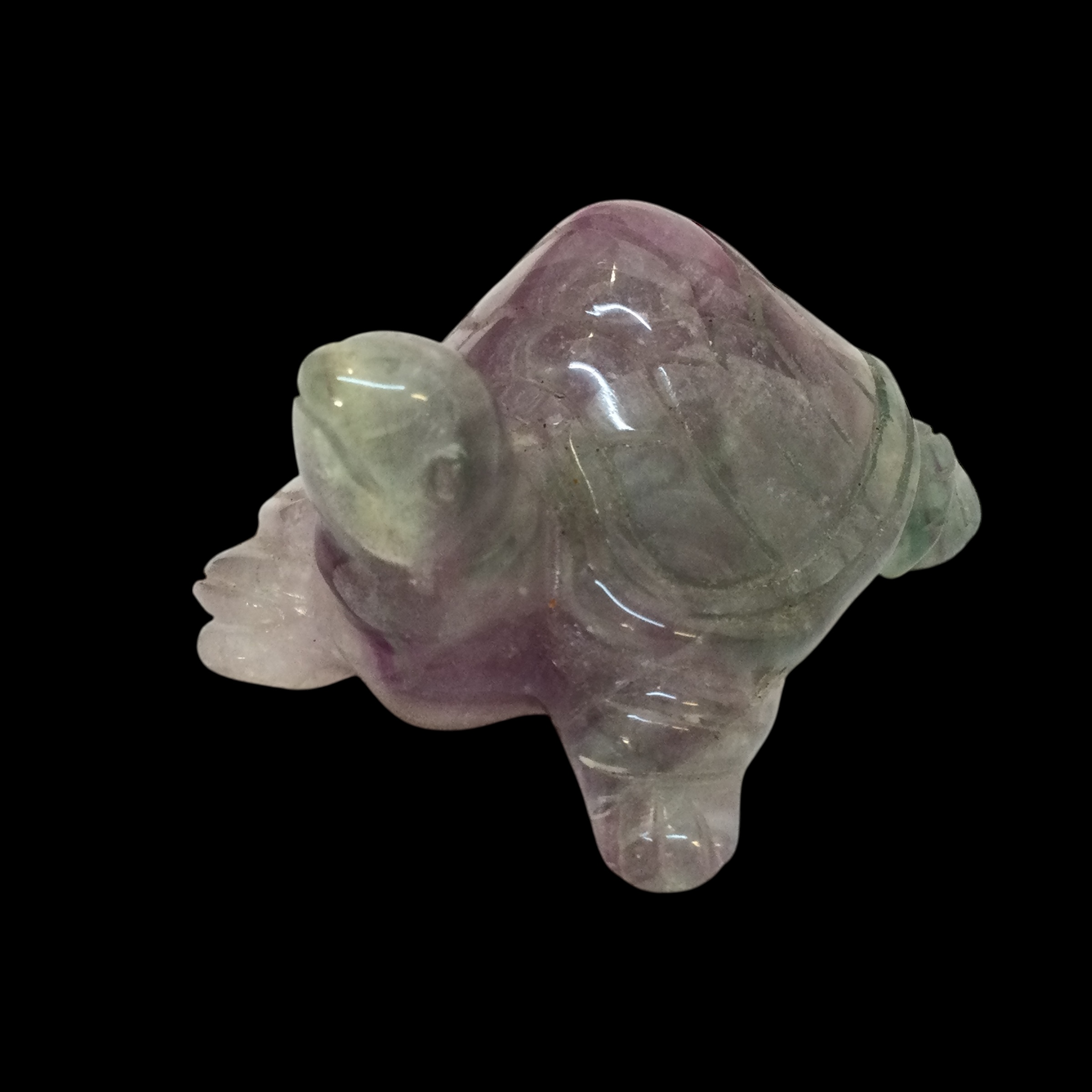 Tartaruga Fluorite arcobaleno - immagine 5