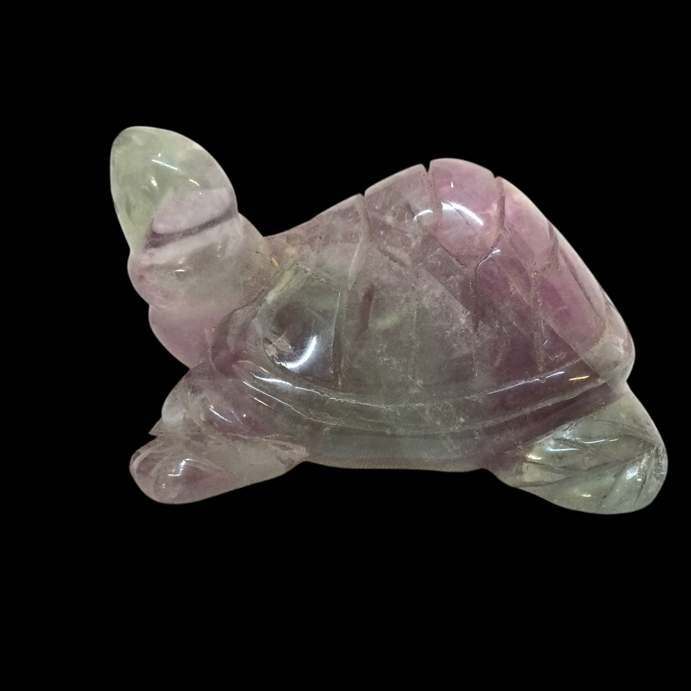 Tartaruga Fluorite arcobaleno - immagine 6
