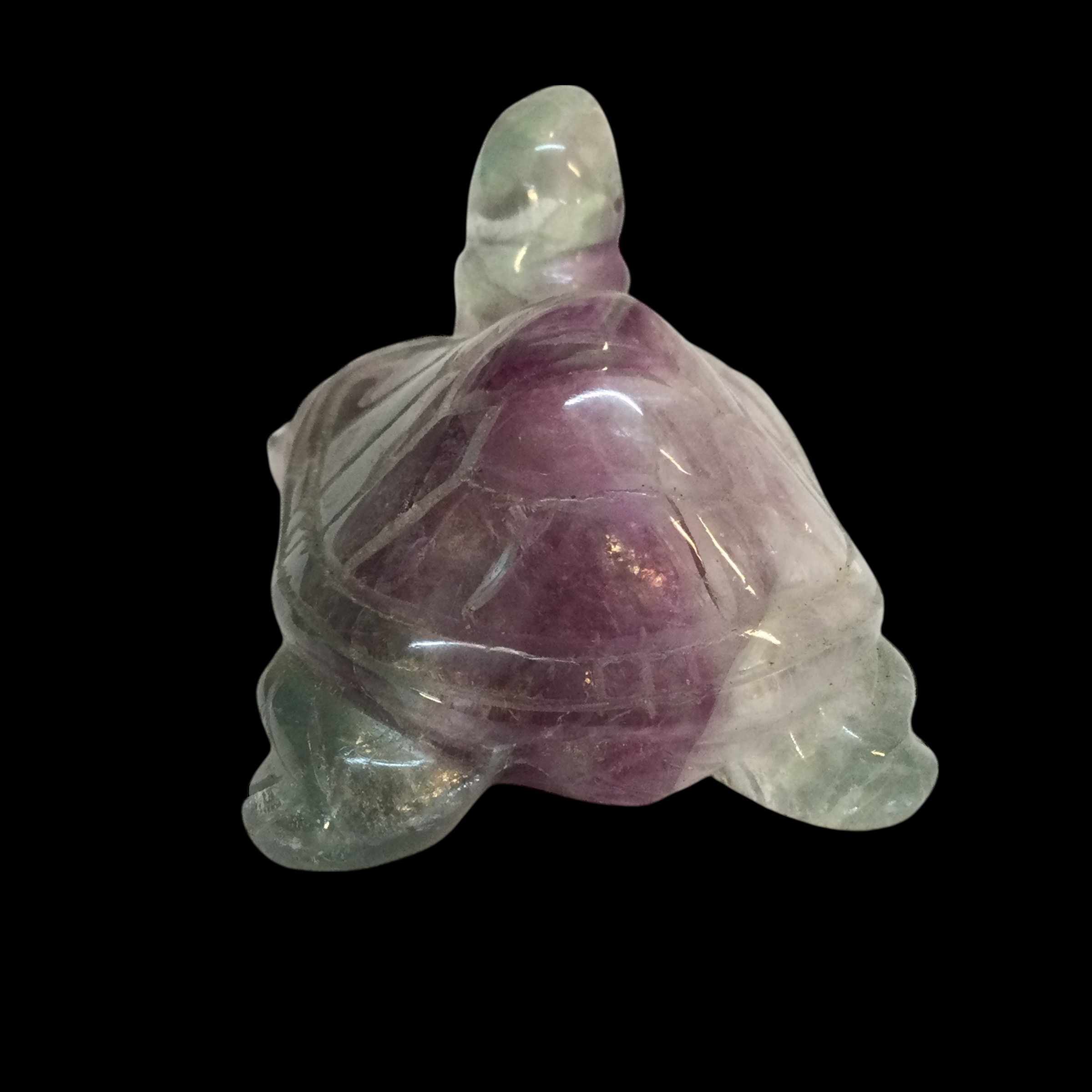 Tartaruga Fluorite arcobaleno - immagine 7