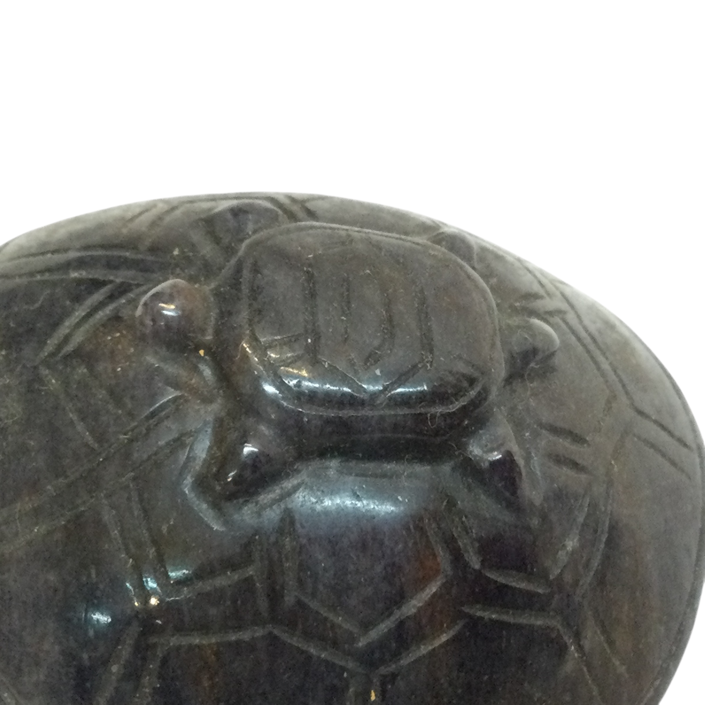 Tartaruga Ossidiana nera - immagine 9