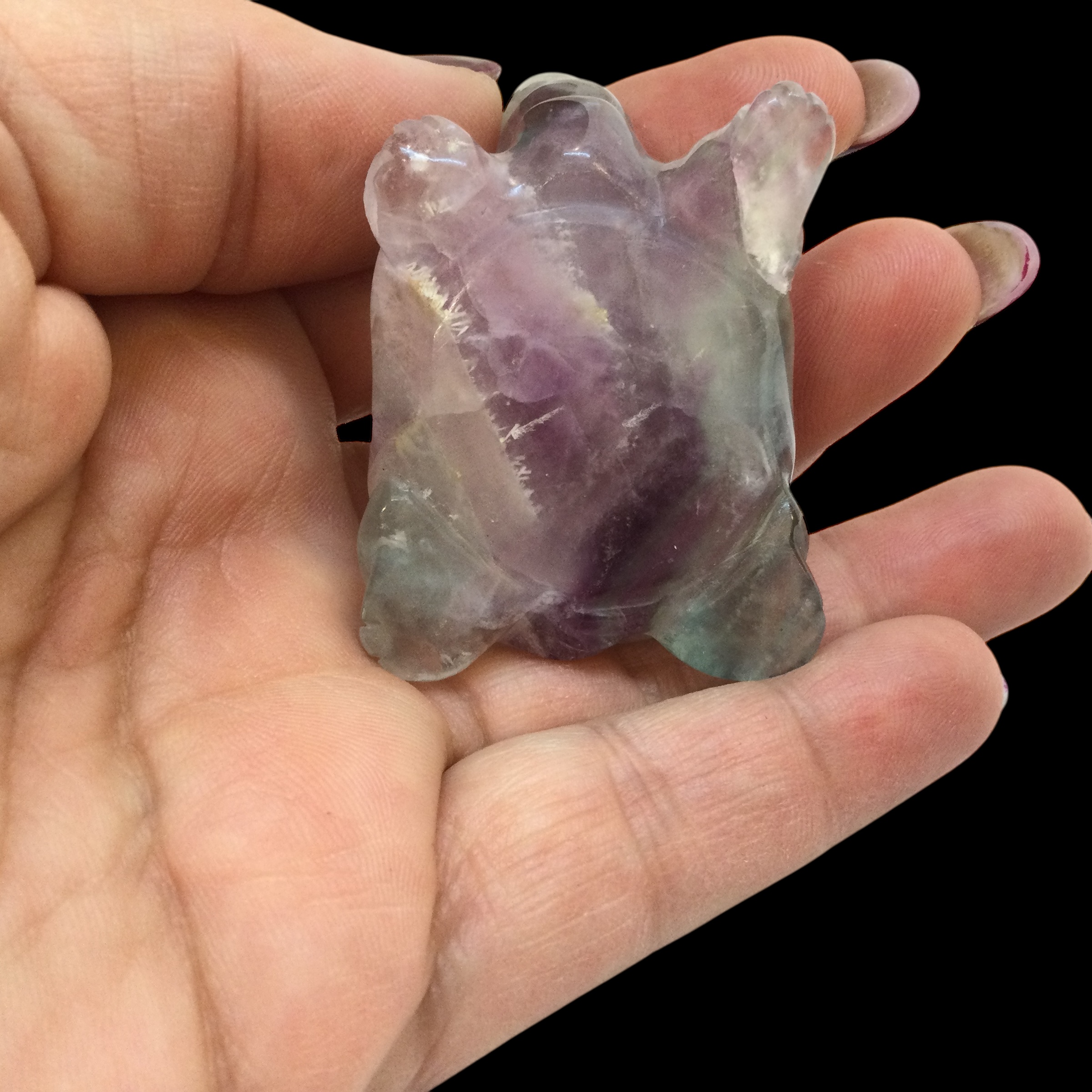 Tartaruga Fluorite arcobaleno - immagine 9