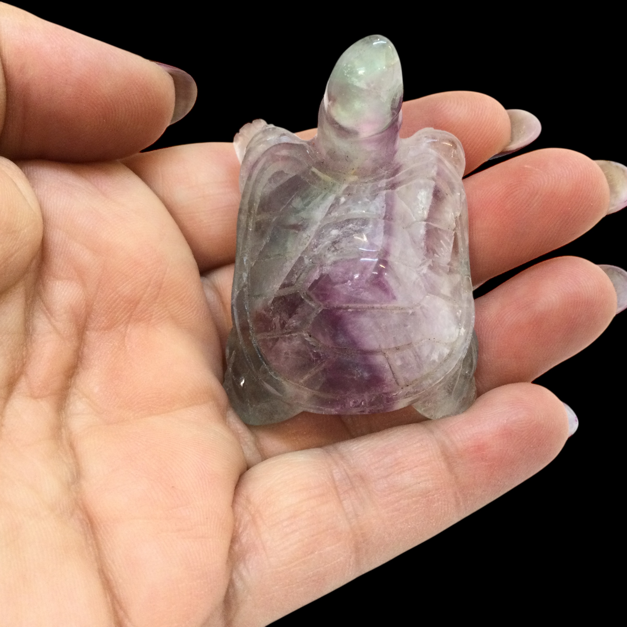 Tartaruga Fluorite arcobaleno - immagine 10