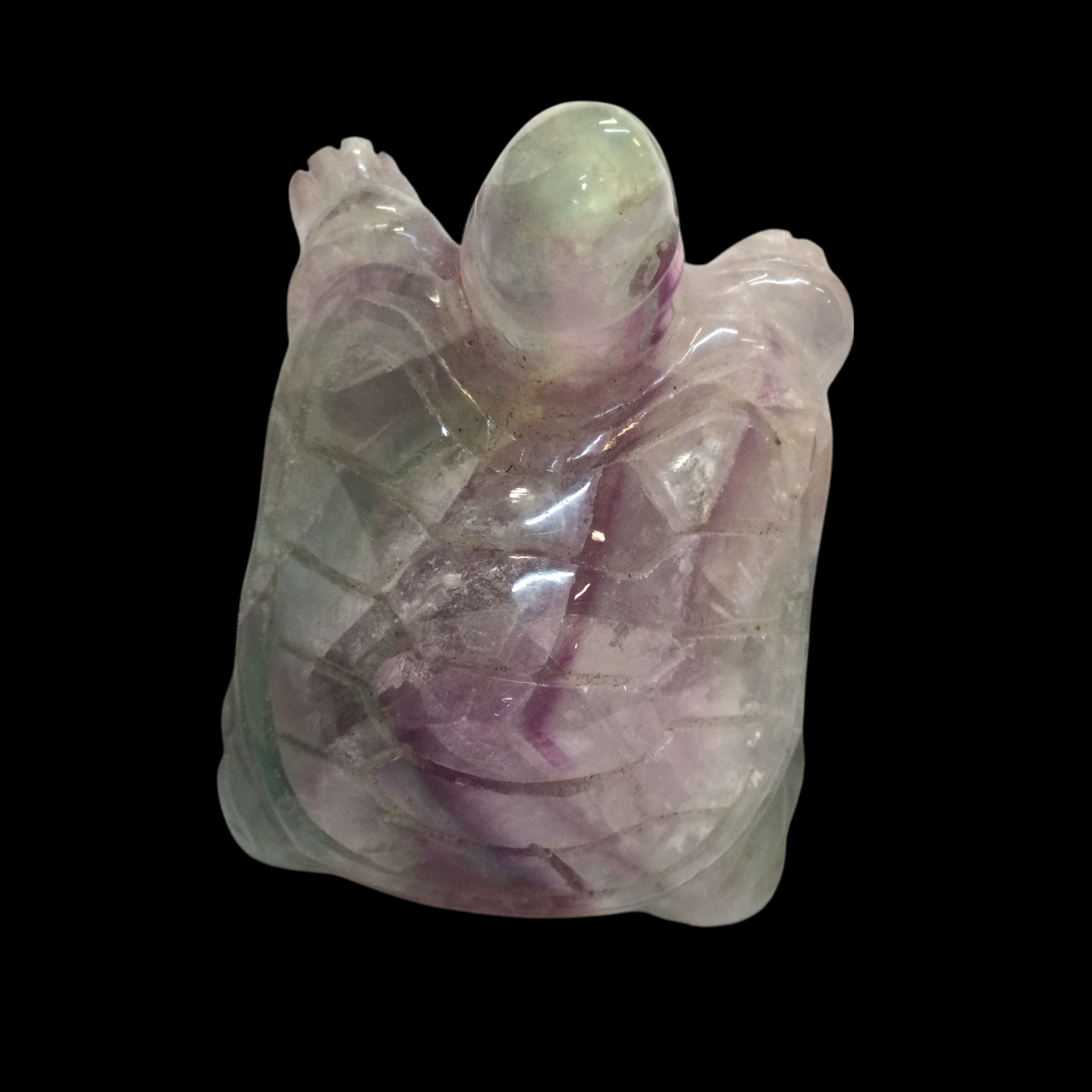 Tartaruga Fluorite arcobaleno - immagine 11