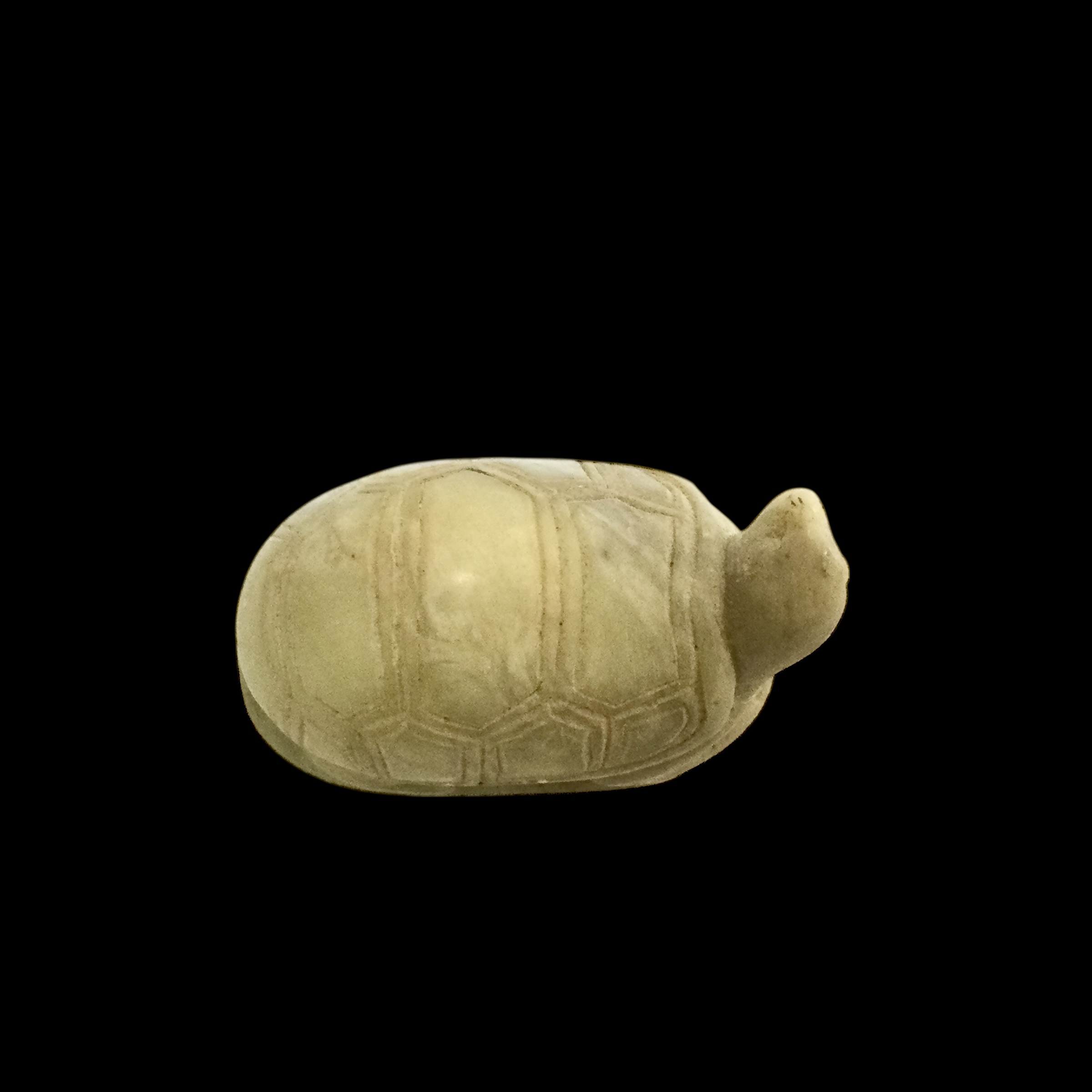 Tartaruga Saponaria - immagine 13