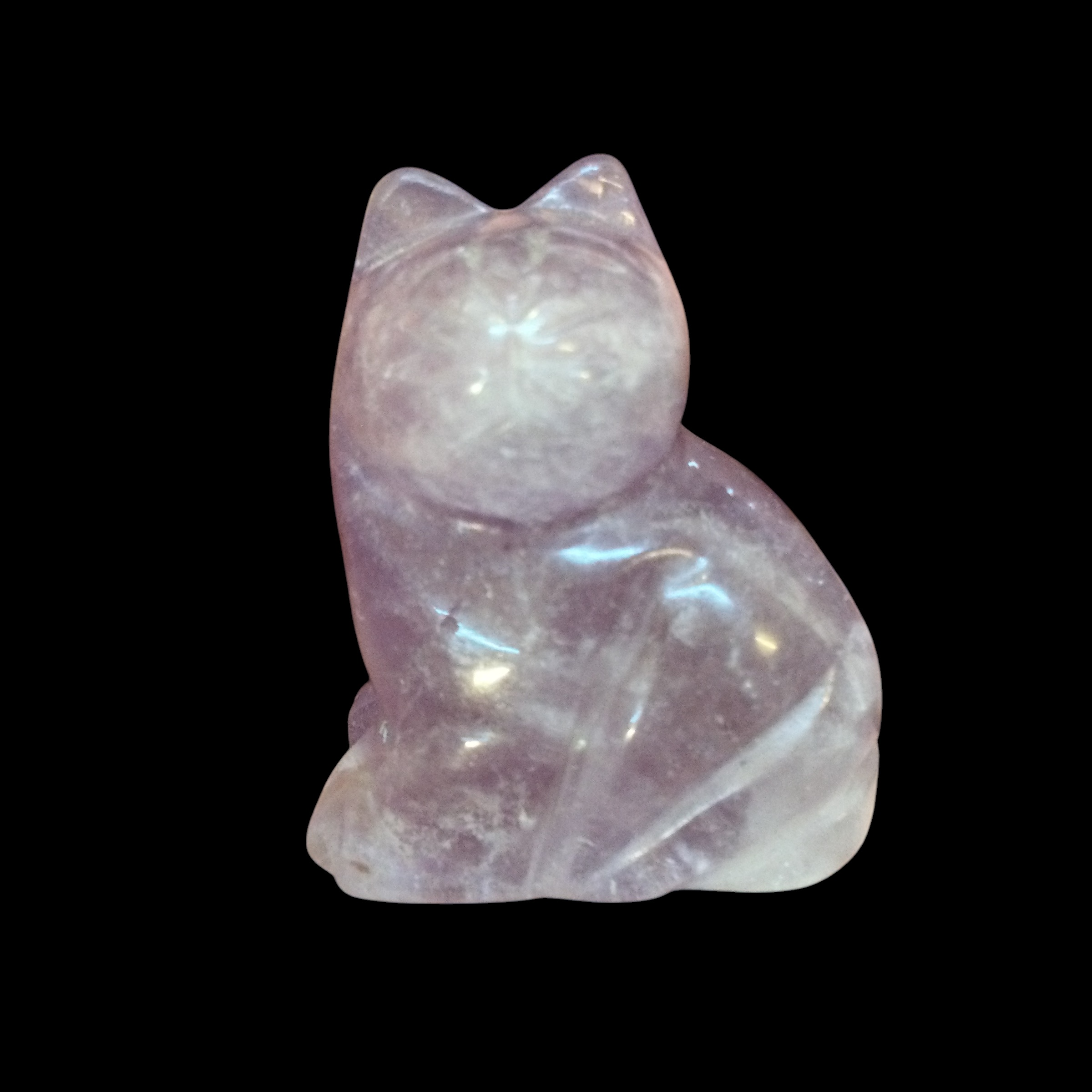 Gatto Ametista - immagine 9