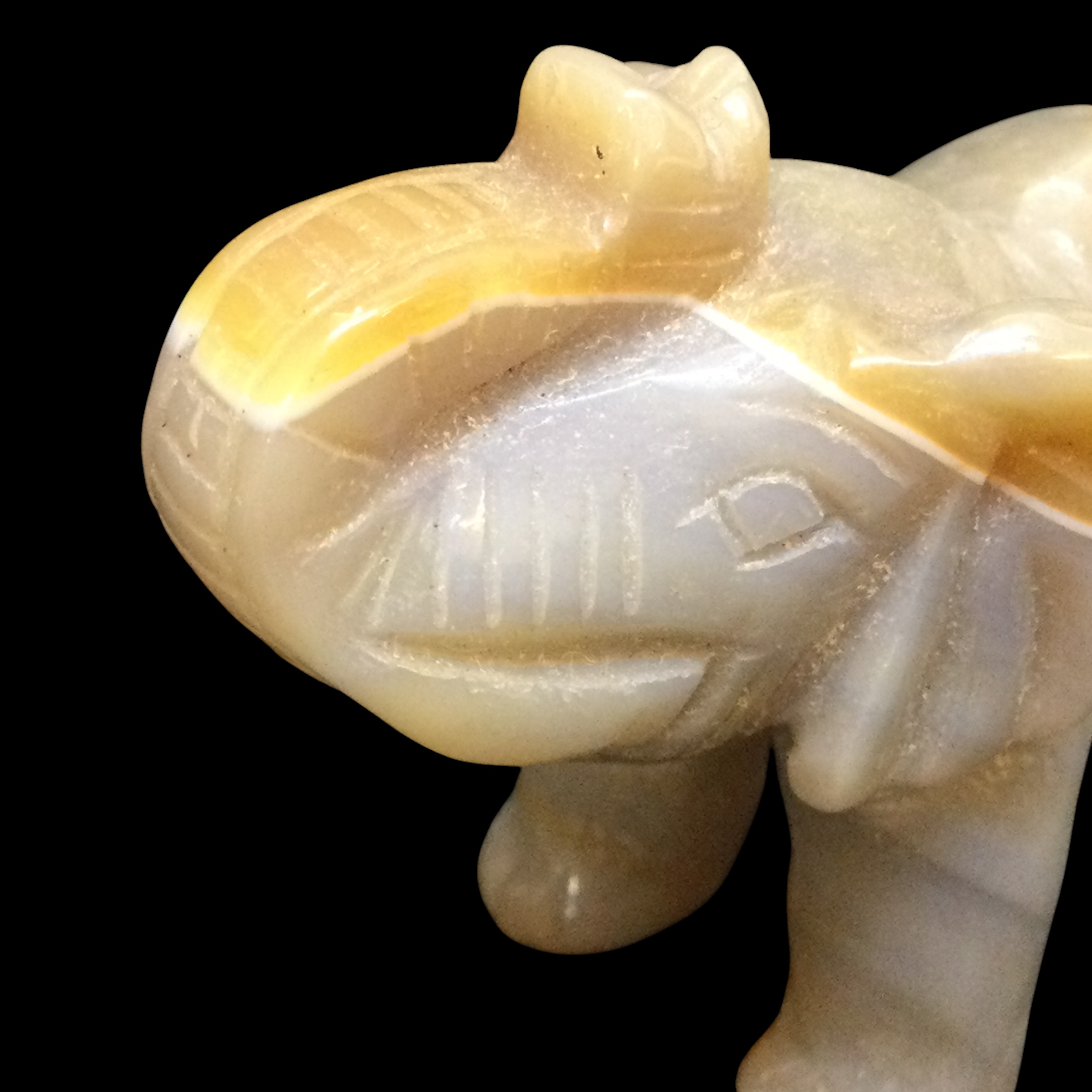 Elefante Agata - immagine 10