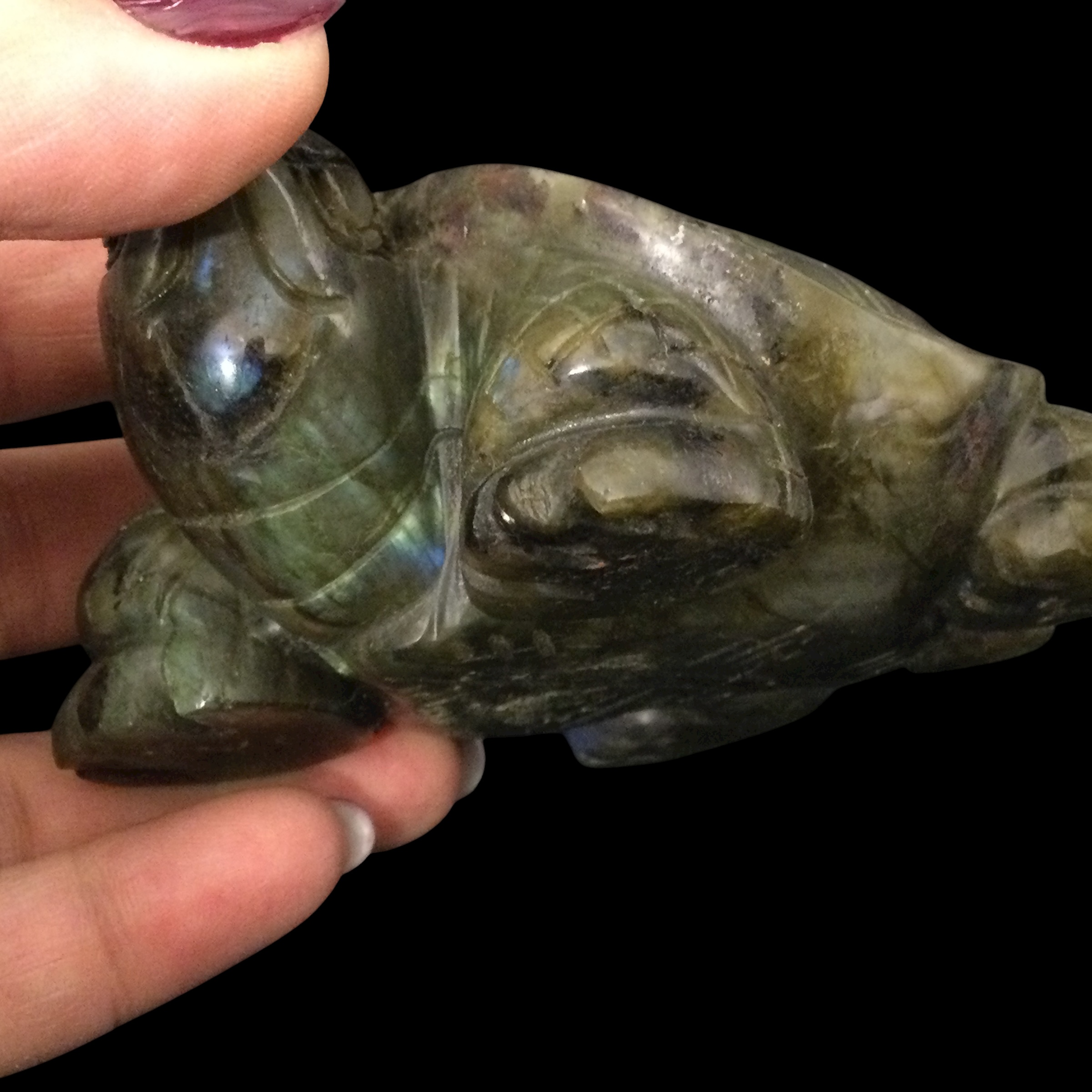 Tartaruga Labradorite - immagine 16