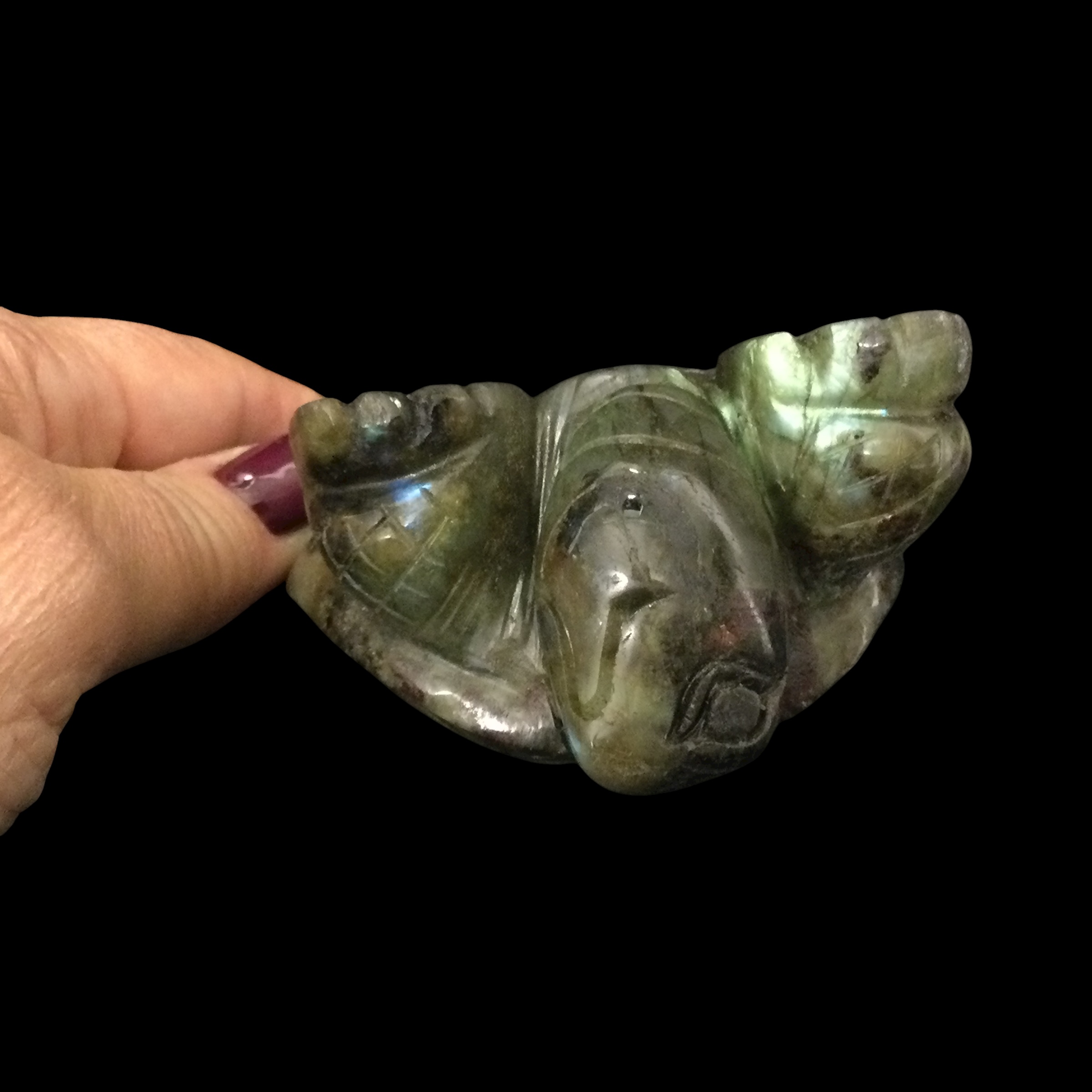 Tartaruga Labradorite - immagine 15