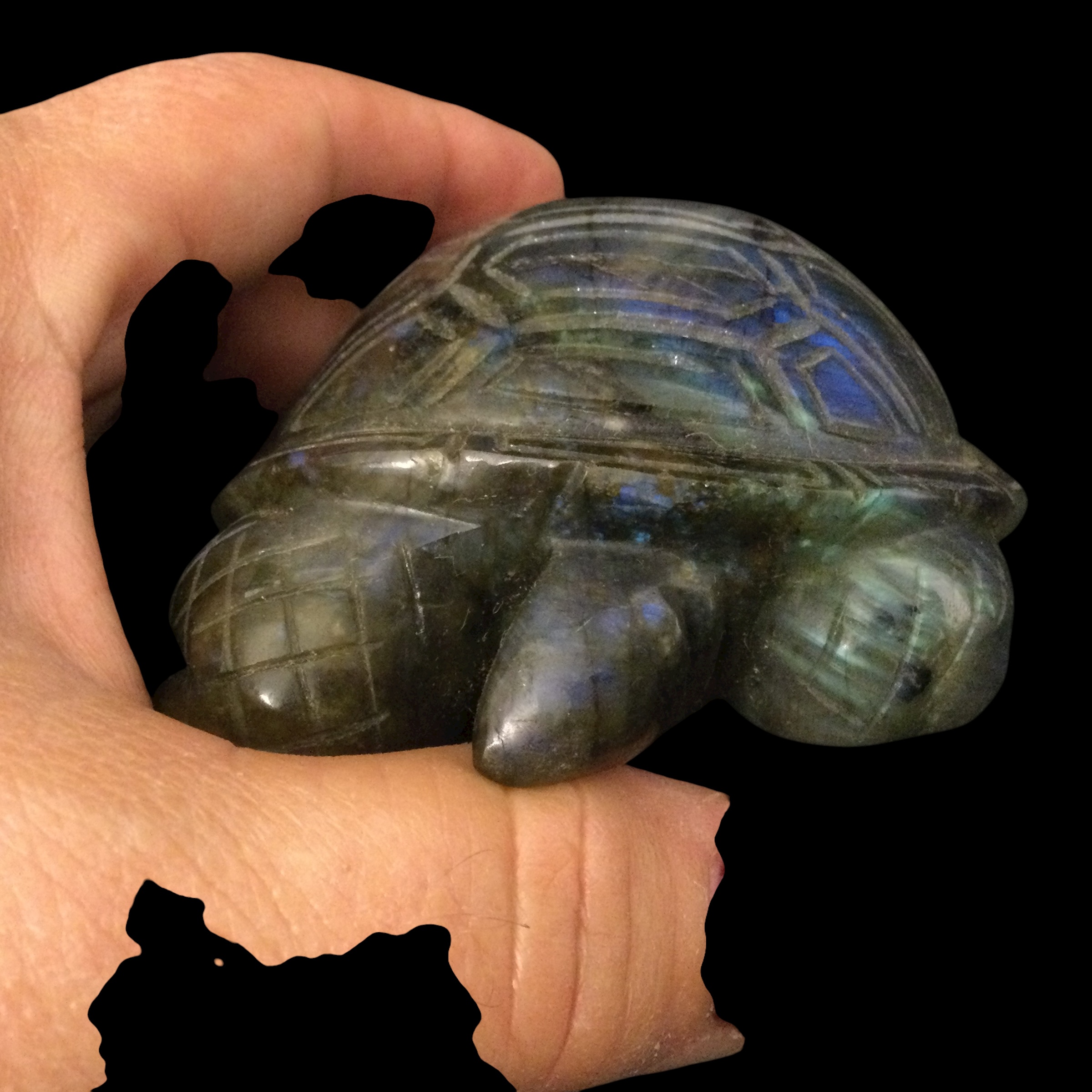Tartaruga Labradorite - immagine 13