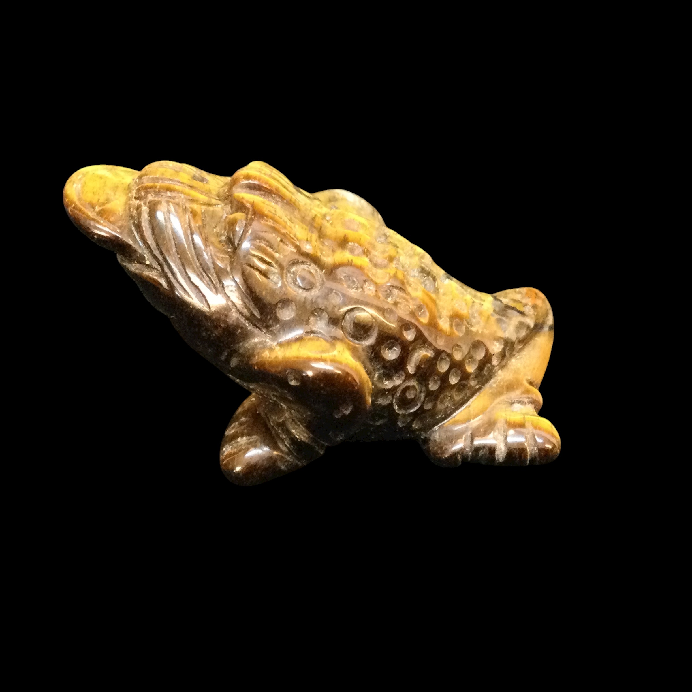 Rospo mitologico Occhio di tigre - immagine 5