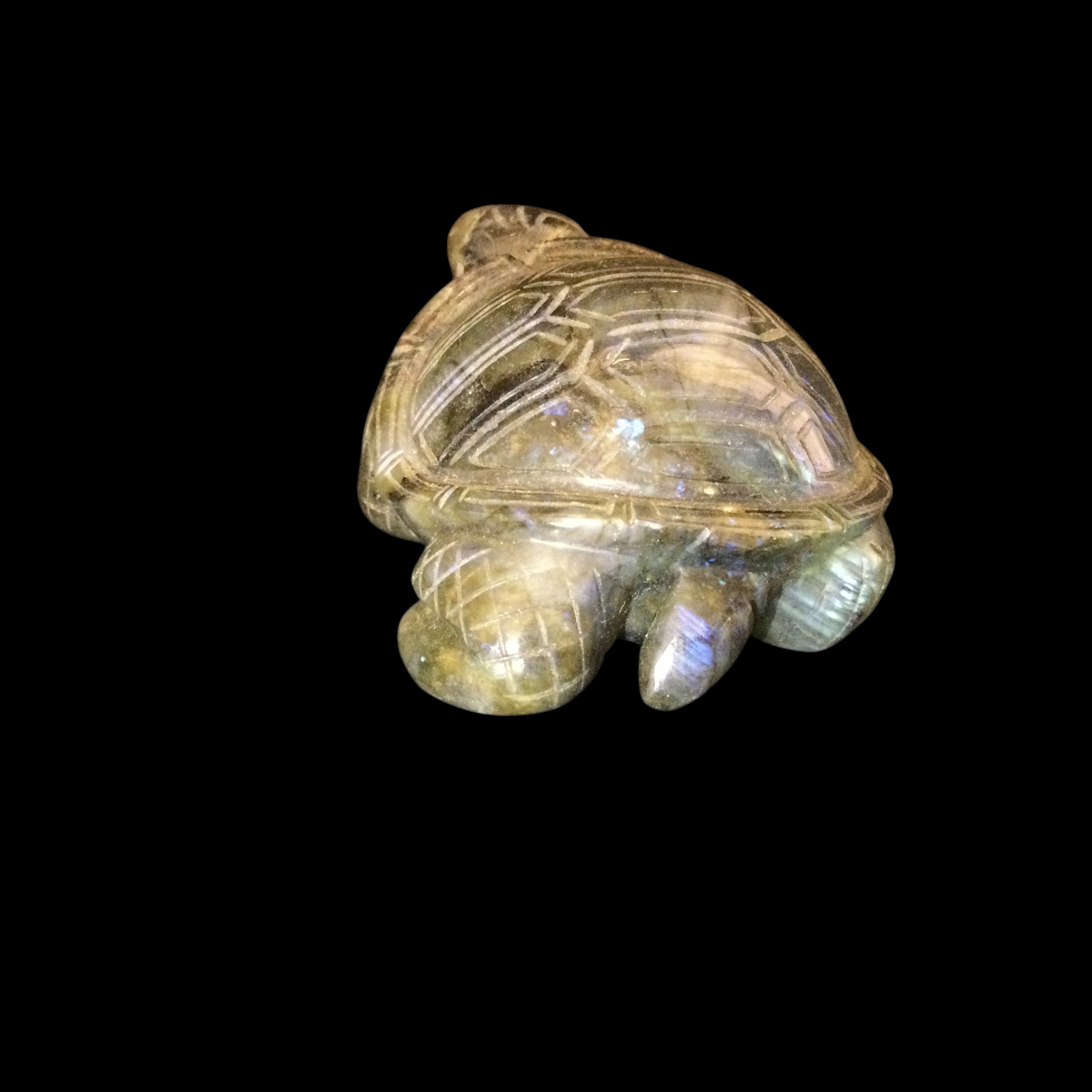 Tartaruga Labradorite - immagine 11