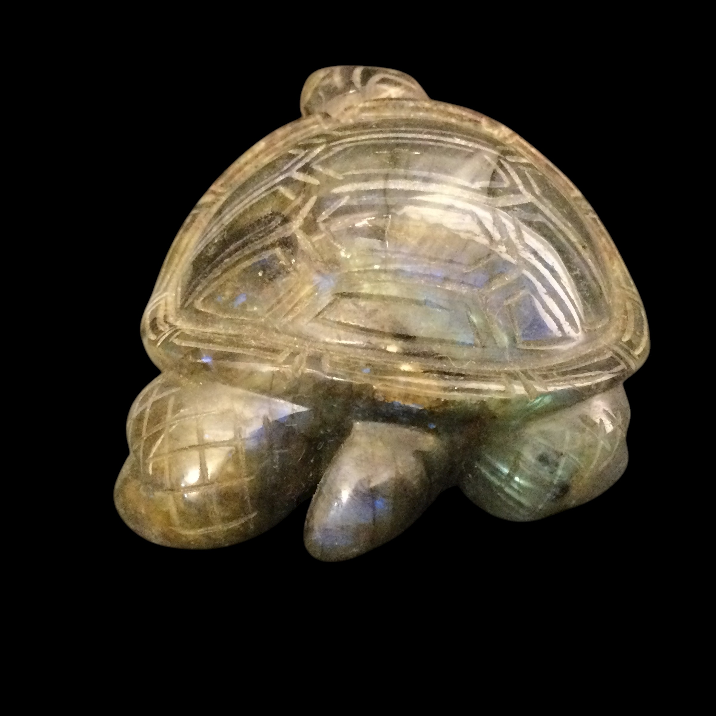 Tartaruga Labradorite - immagine 8